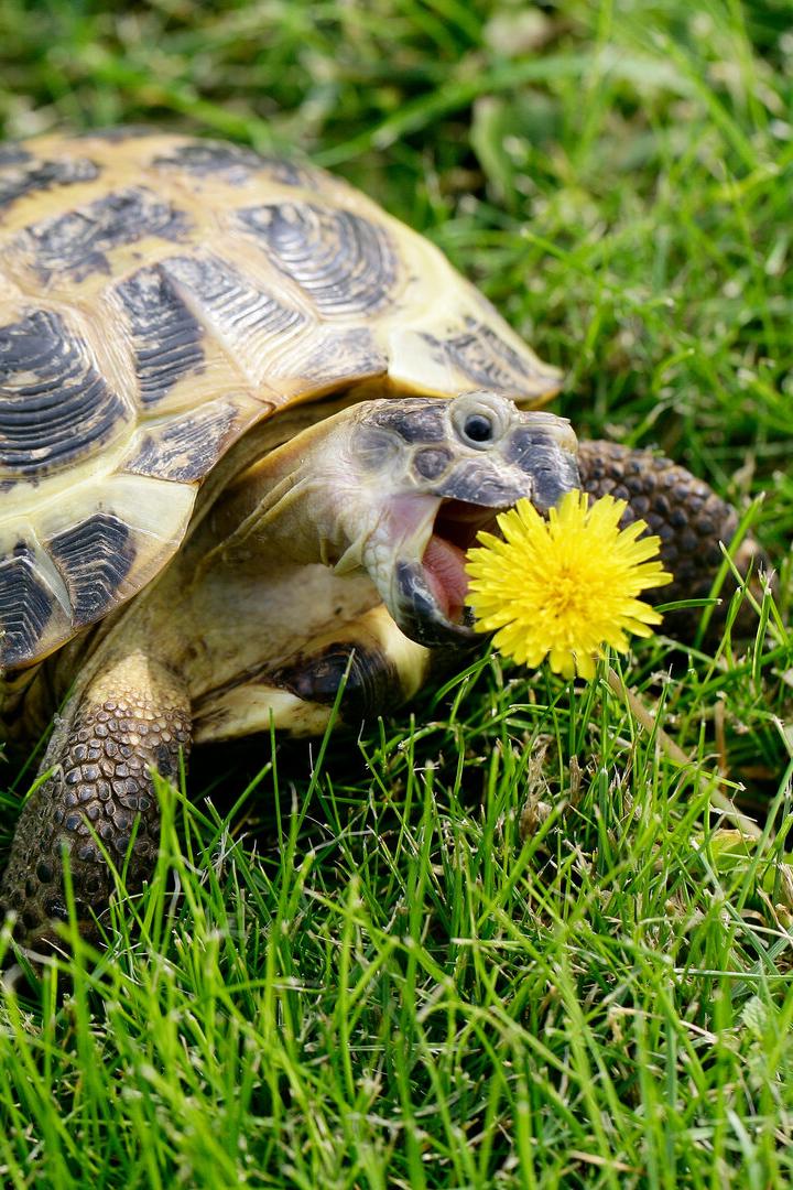 Eine Schildkröte in der Wiese frisst Löwenzahn.