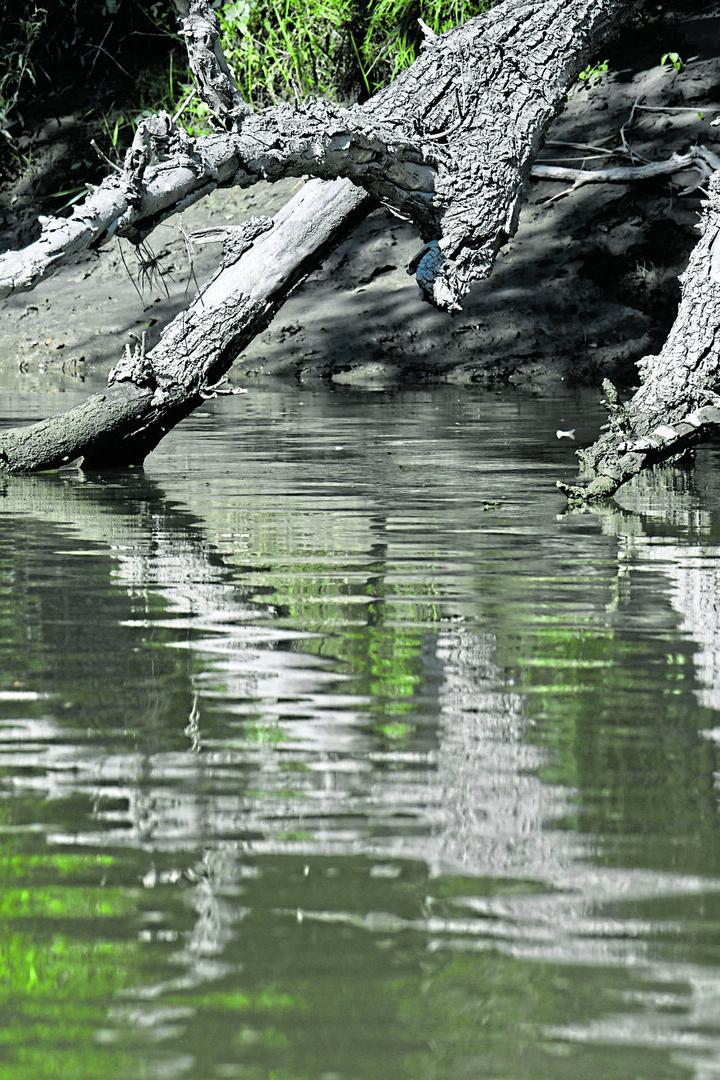 ++ THEMENBILD ++ NATUR / UMWELT / KLIMA - PRESSEFAHRT NHM/NATIONALPARK DONAU-AUEN