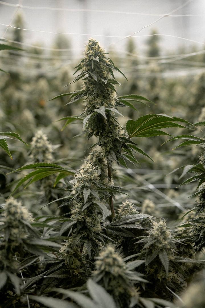 Mehrere blühende Cannabispflanzen mit dichten, harzigen Blüten und grünen Blättern in einer Indoor-Anlage.