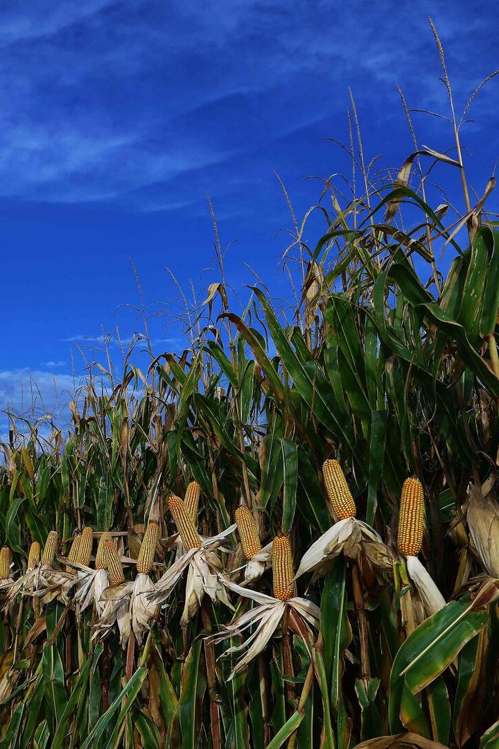 BRAZIL-AGRICULTURE-HARVEST-CORN