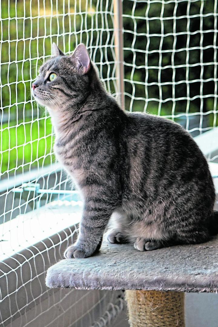 Eine Katze sitzt auf einem Kratzbaum auf einem Balkon, der mit einem Netz abgesichert ist. 
