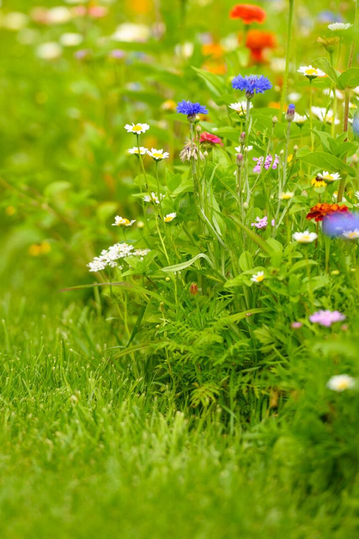Colorful Wildflowers Blooming In Summer.