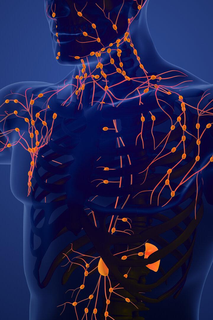 Lymphatic System Structure in Humans