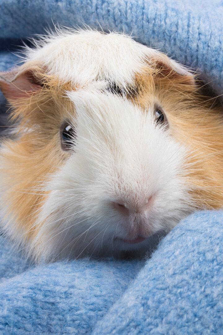 Ein Meerschweinchen kuschelt sich in eine hellblaue Wolldecke.
