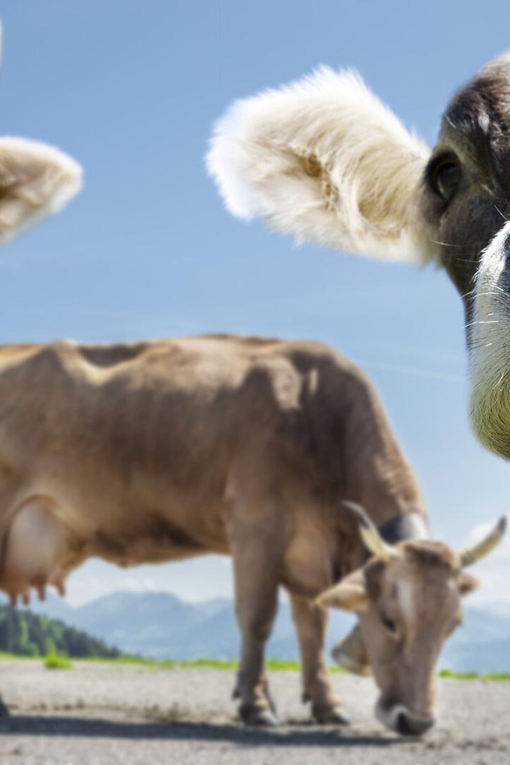 Drei Kühe stehen auf einer Wiese, zwei davon nah im Vordergrund, eine frisst Gras im Hintergrund.