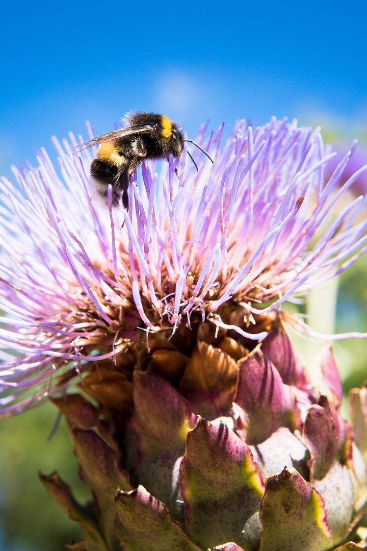 Bumblebee on flowers
