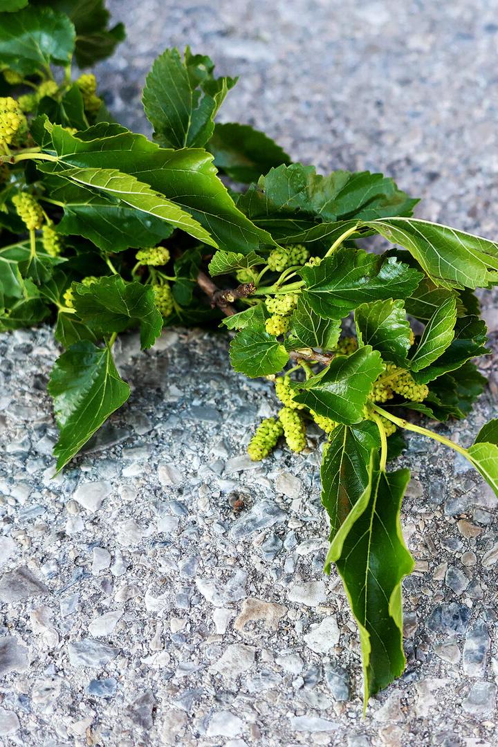 Ein grüner Zweig mit glänzenden Blättern und unreifen, gelblichen Früchten liegt auf grauem Steinboden.