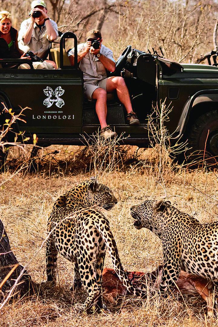 Zwei Leoparden fressen an einer Beute im trockenen Gras, während Menschen im Safarifahrzeug sie beobachten.