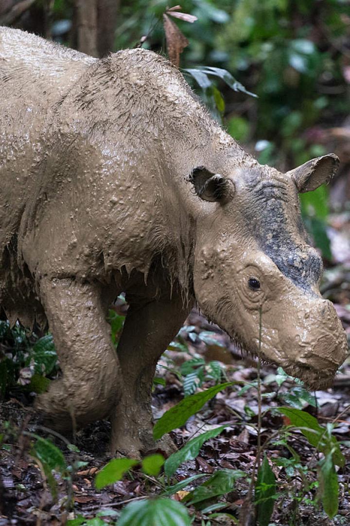 Ein Sumatra-Nashorn läuft mit schlammverkrusteter Haut durch den dichten Regenwald.