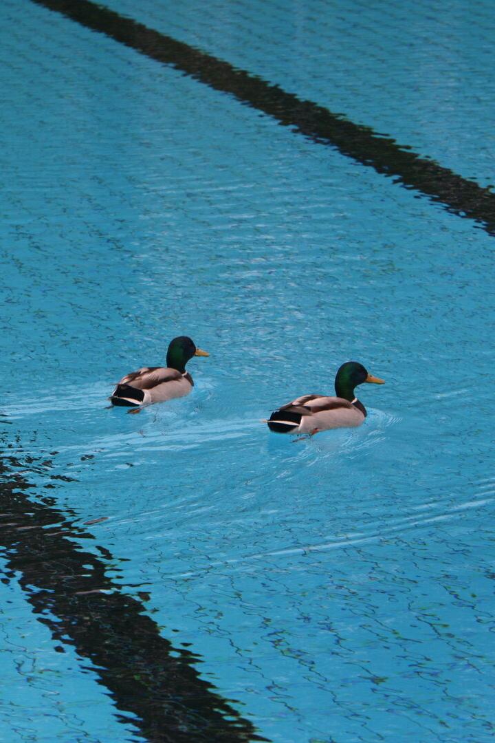 Enten allein im  Freibad: Swimming in the rain – das erfreut nur die Entlein.  