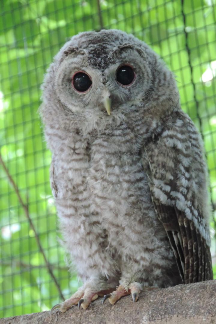 Ein flauschiges Waldkauzbaby auf einem Baumstamm vor grünem Hintergrund.