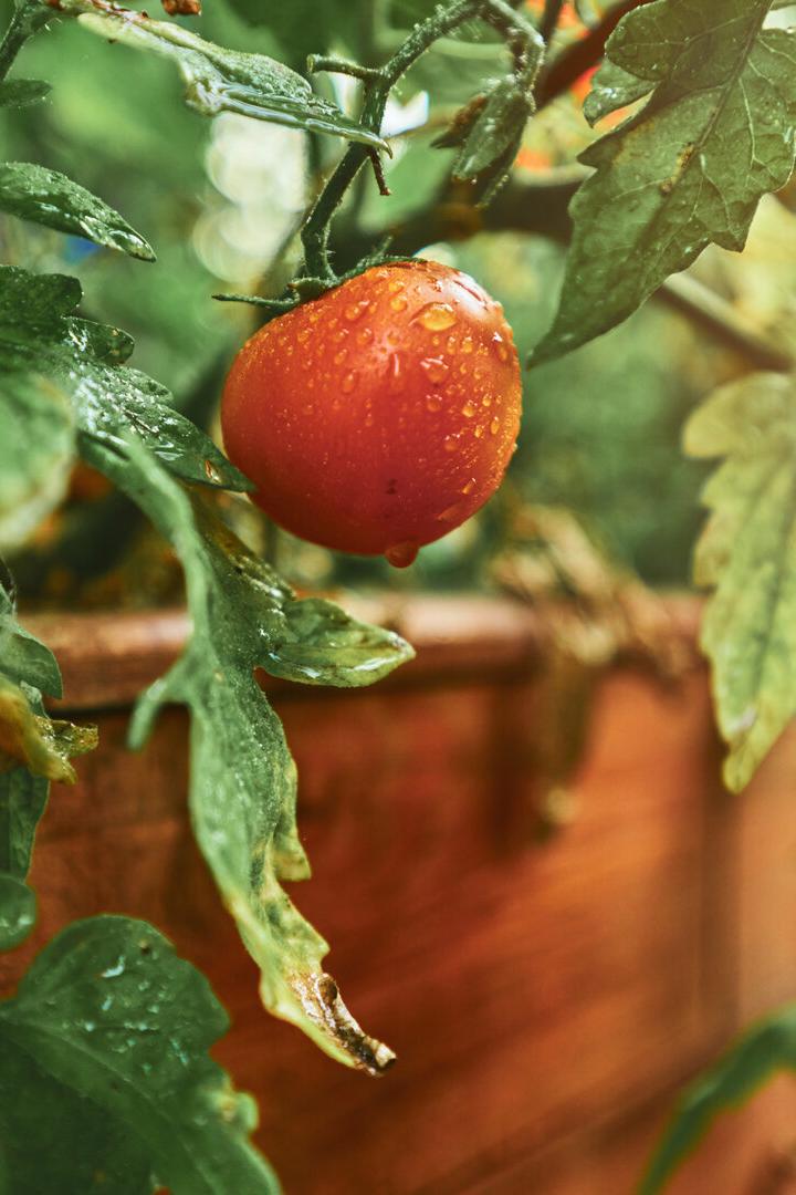 Eine einzelne, mit Wassertropfen benetzte rote Tomate im Hochbeet