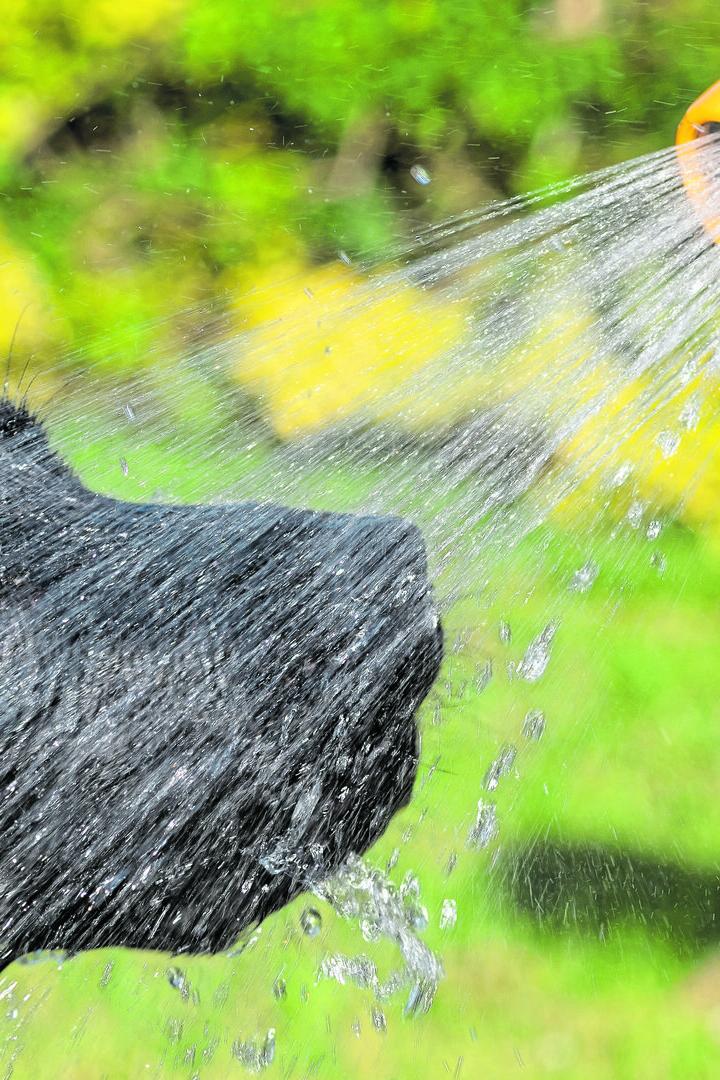 Ein schwarzer Hund lässt sich von einem Gartenschlauch anspritzen.