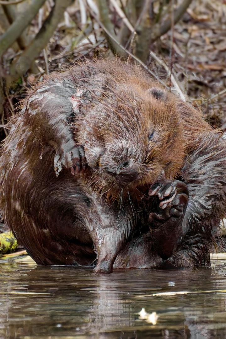Wachsende Biberpopulation beschert mehr Schäden durch Dammbauten in Flüssen. Das Ökosystem profitiert aber davon.