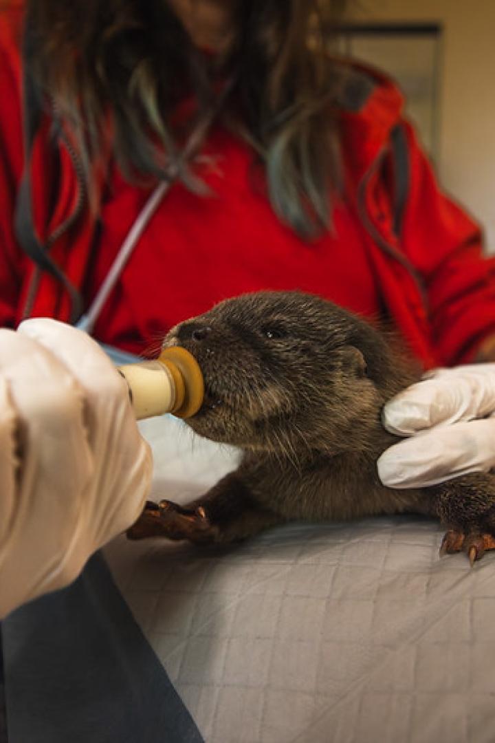 Marderbaby wird mit der Flasche gefüttert.