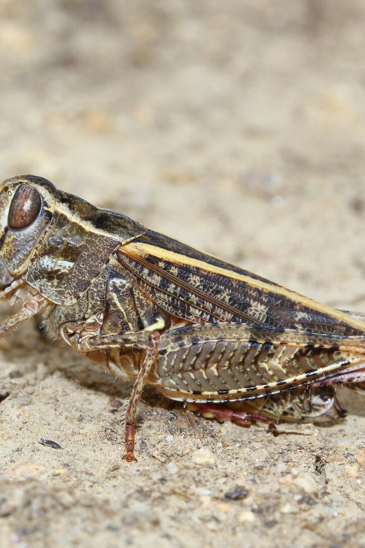 Calliptamus italicus, the Italian locust, ina natural habitat