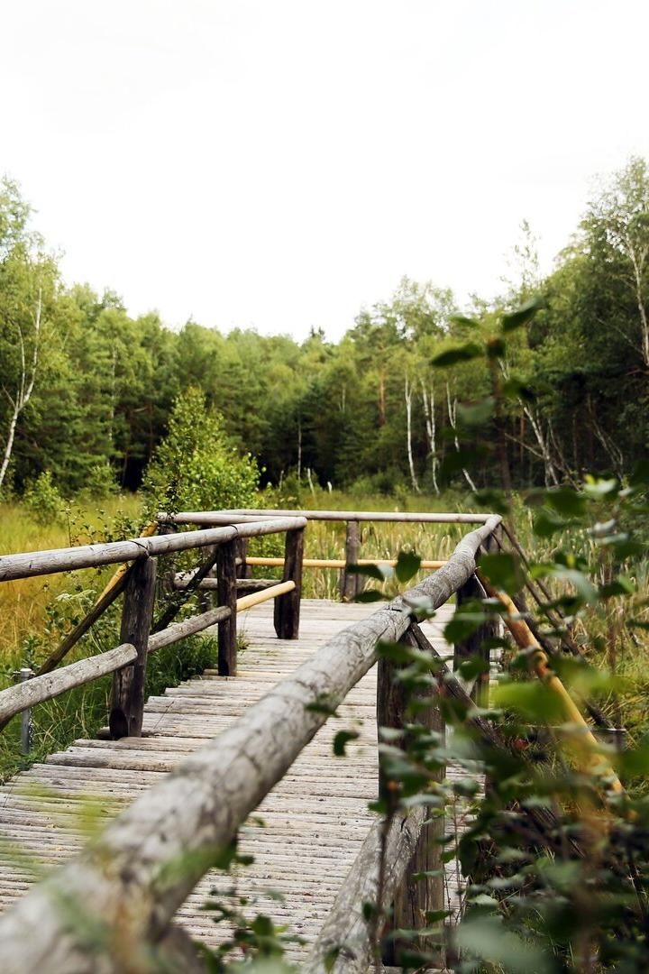 Holzsteg mit Geländer führt durch eine grüne Moorlandschaft im Wald.