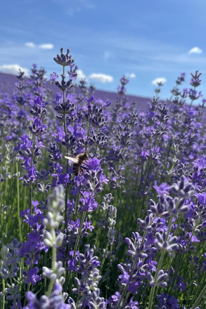 Violette Lavendelblüten, auf die eine Biehne zufliegt.