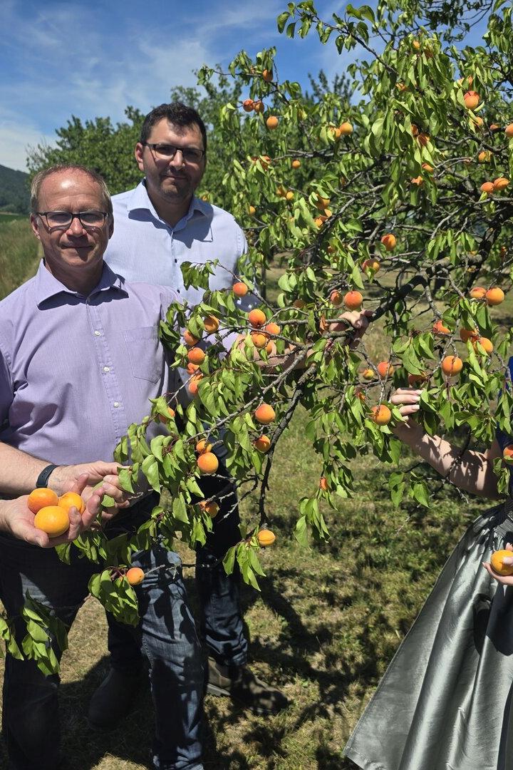 Drei Männer und die Marillenkönigin mit Schärpe und Dirndl ernten gemeinsam reife Marillen von einem Baum in einer sonnigen Obstplantage.