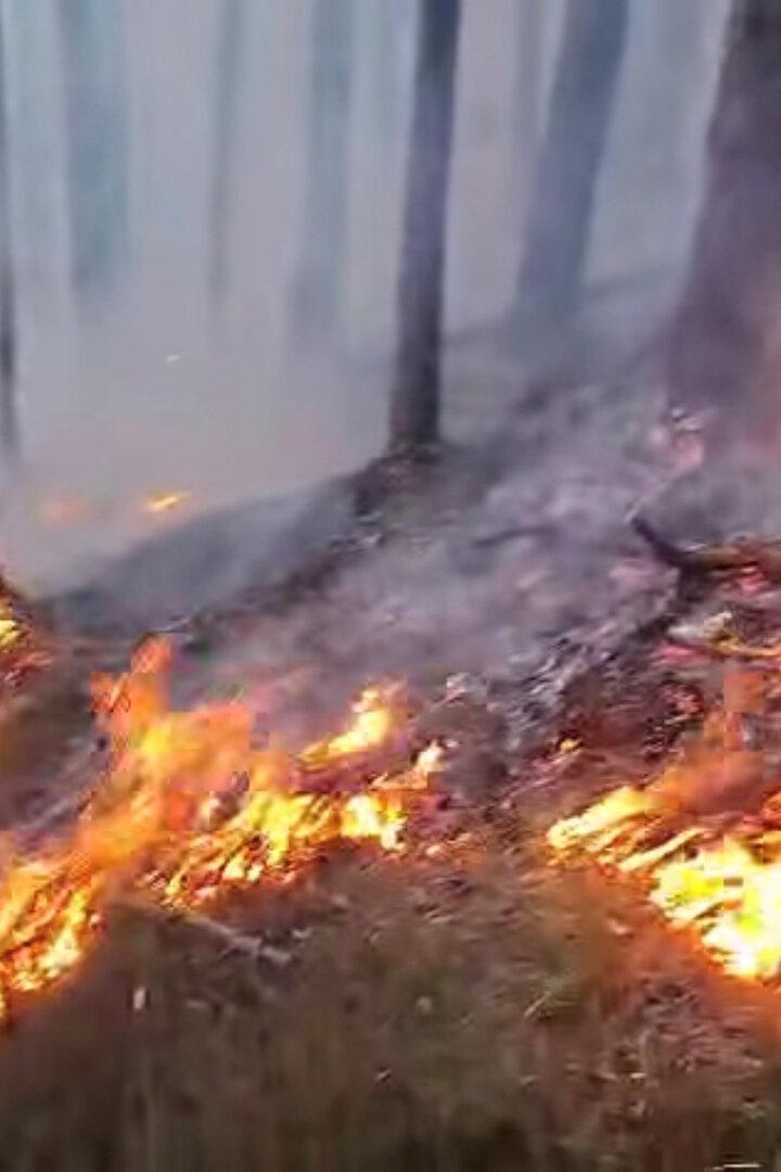 Waldbrand in Gutenstein.