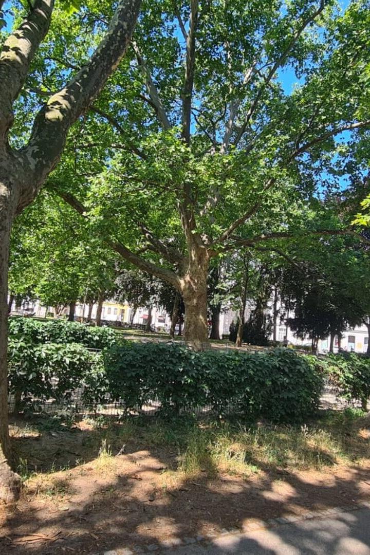 Arne-Karlsson-Park, Alsergrund, Park, Plantanen