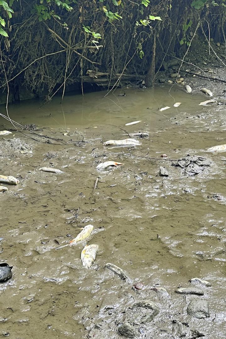 verendete Fische