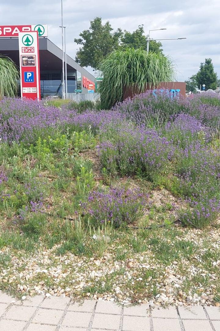 Ein mit Lavendel bepflanzter Kreisverkehr vor einem Eurospar-Markt in Neusiedl am See.