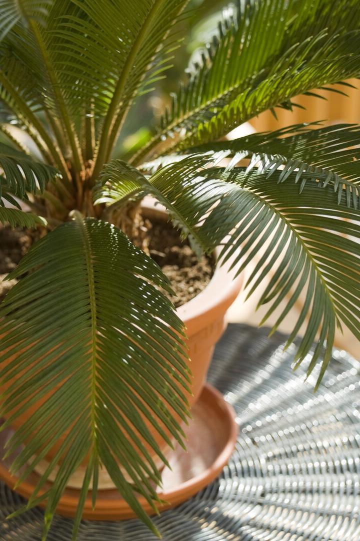 Palmfarn