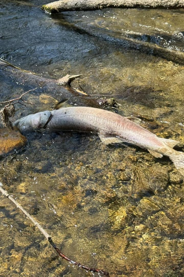 Toter Fisch liegt im flachen Bach zwischen Ästen.