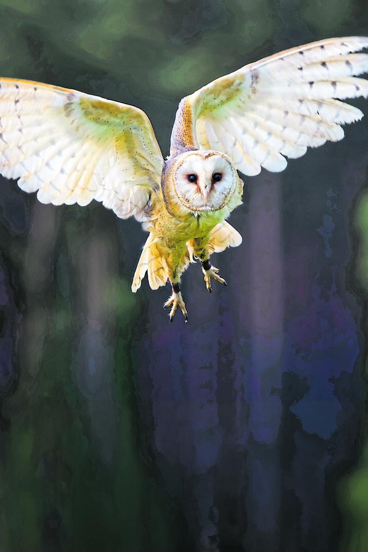 Eine helle Schleiereule fliegt durch den Wald.
