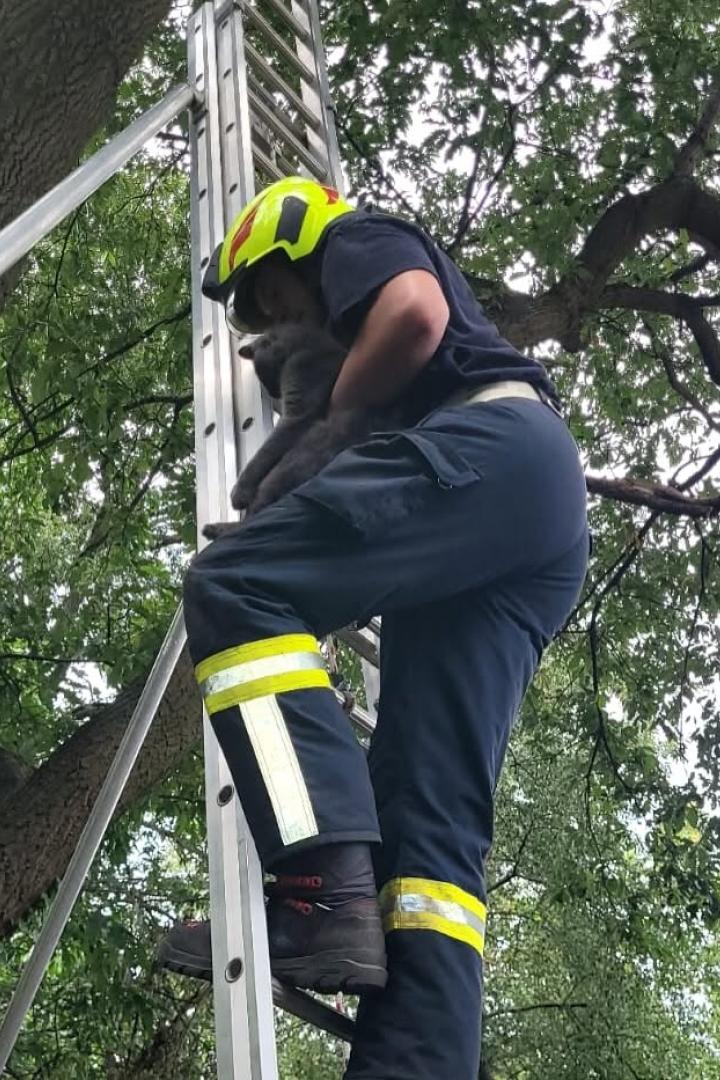 Katzenrettung Strasshof