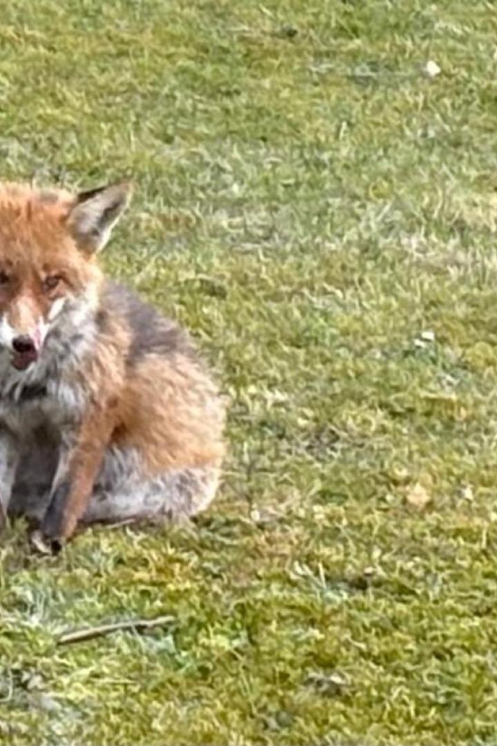Fuchs in Wien