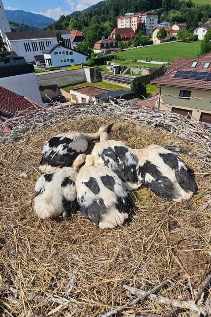 Mehrere Jungstörche liegen im Nest auf einem Dach über einem Dorf im Grünen.