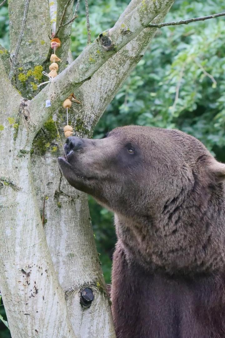 Brauner Bär riecht an einem am Baum hängenden Futterseil im Wald.