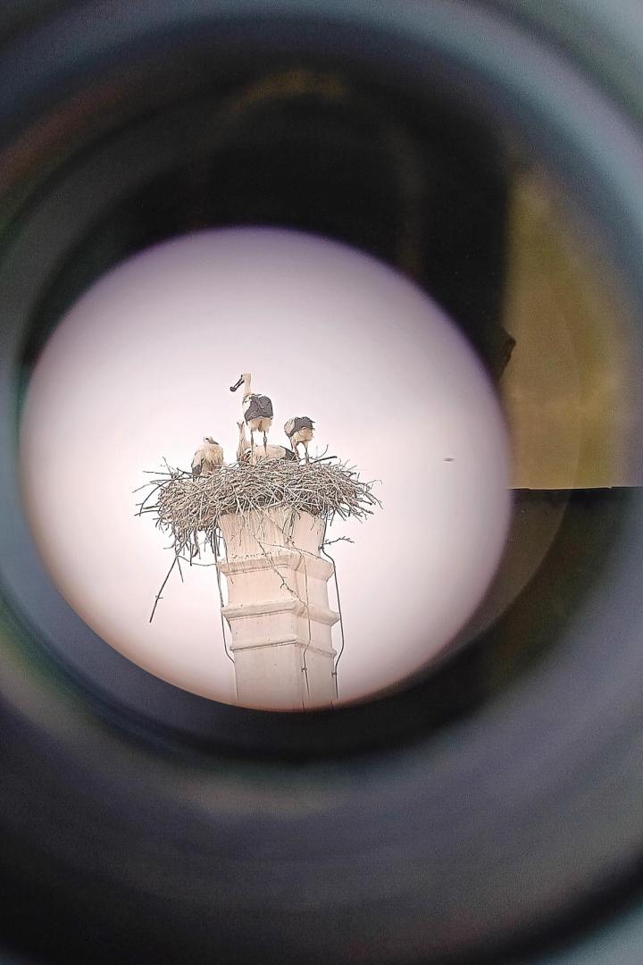 Greifvögel und Störche ohne Grenzen