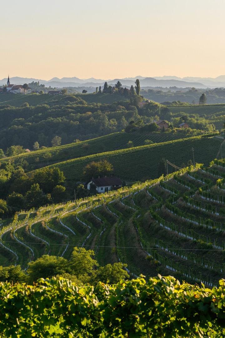 Hügelige Weinberge  mit einer Kirche auf einem fernen Hügel im warmen Licht der untergehenden Sonne.
