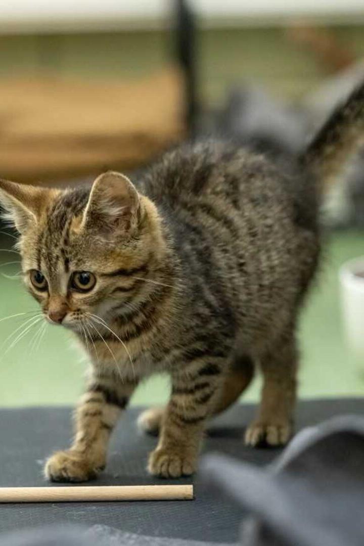 Getigerte Katze sitzt aufmerksam auf einer Matte neben einem weißen Napf und einem Holzstab.
