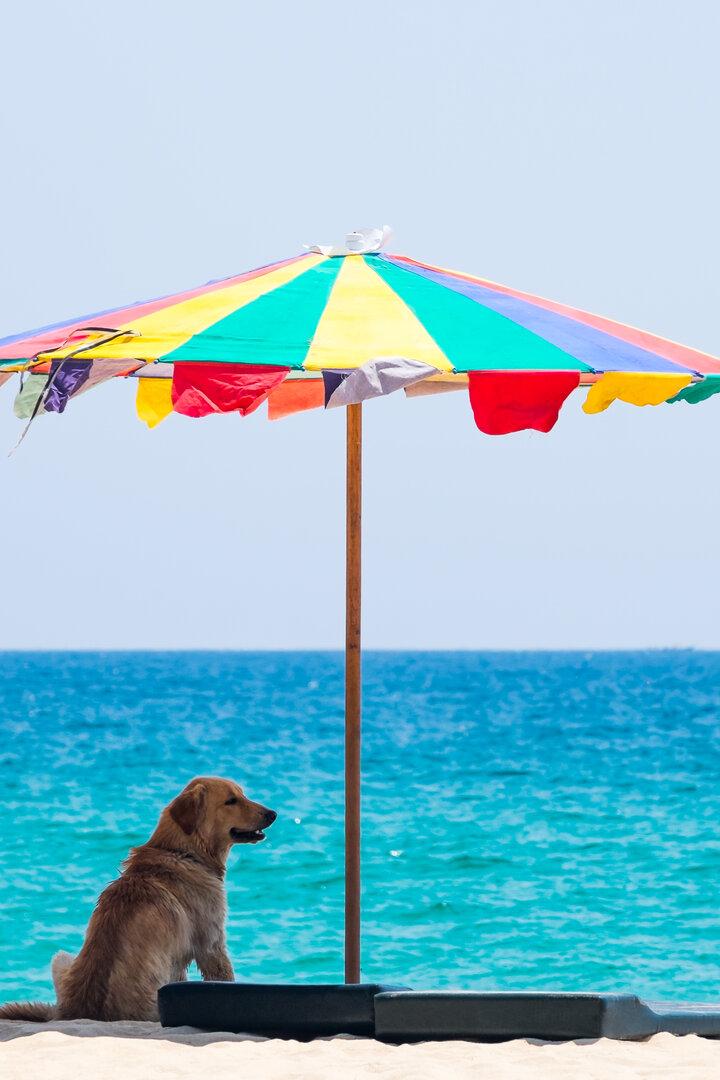 Ein Hund sitzt am Sandstrand unter einem bunten Sonnenschirm und schaut aufs Meer.