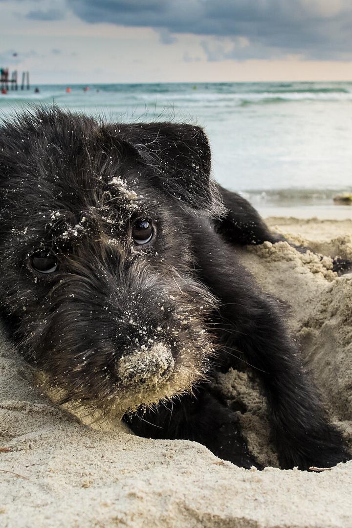 Ein schwarzer Hund hat sich am Meeresstrand in den Sand eingegraben.