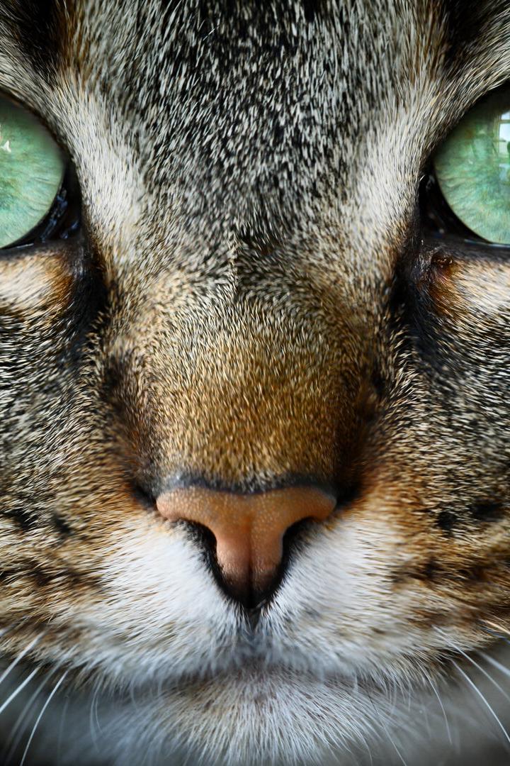 Portrait einer Hauskatze - getigertes Fell, weiße Schnauze, grüne Augen.
