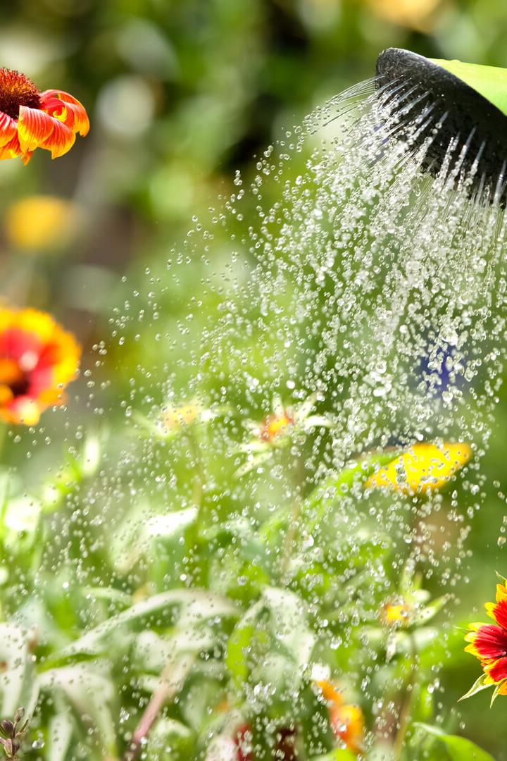 Wasser fließt aus der Gießkanne über Blumen