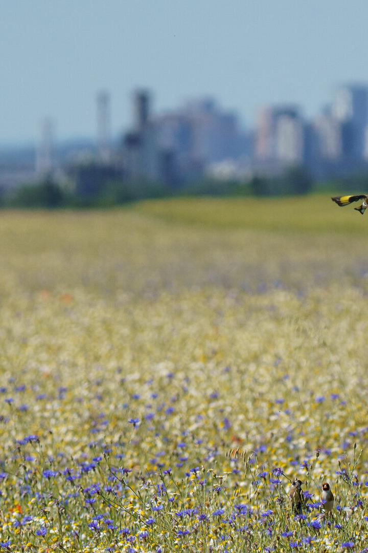Stieglitze über eine Wiese