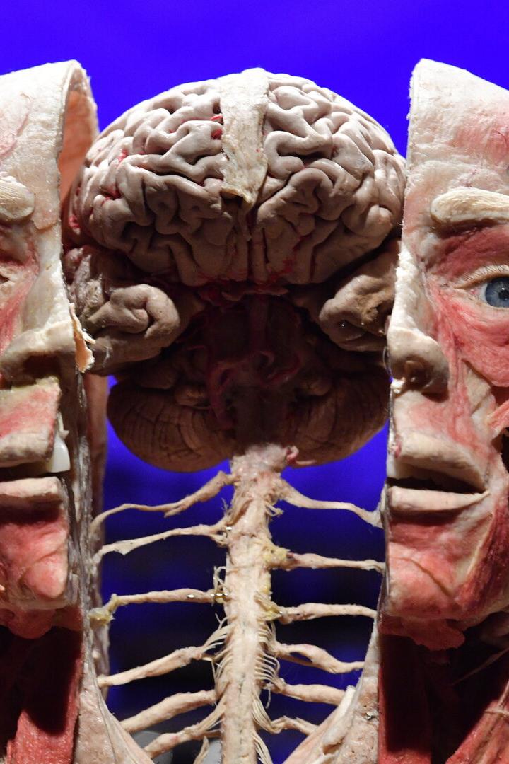 Body Worlds exhibition in Warsaw