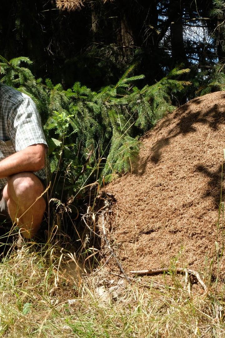Mann kauert im Wald neben einem großen Ameisenhaufen.