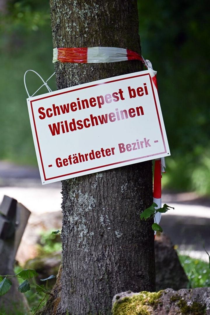 Warnschild an einem Baum im Wald: „Schweinepest bei Wildschweinen – Gefährdeter Bezirk“.