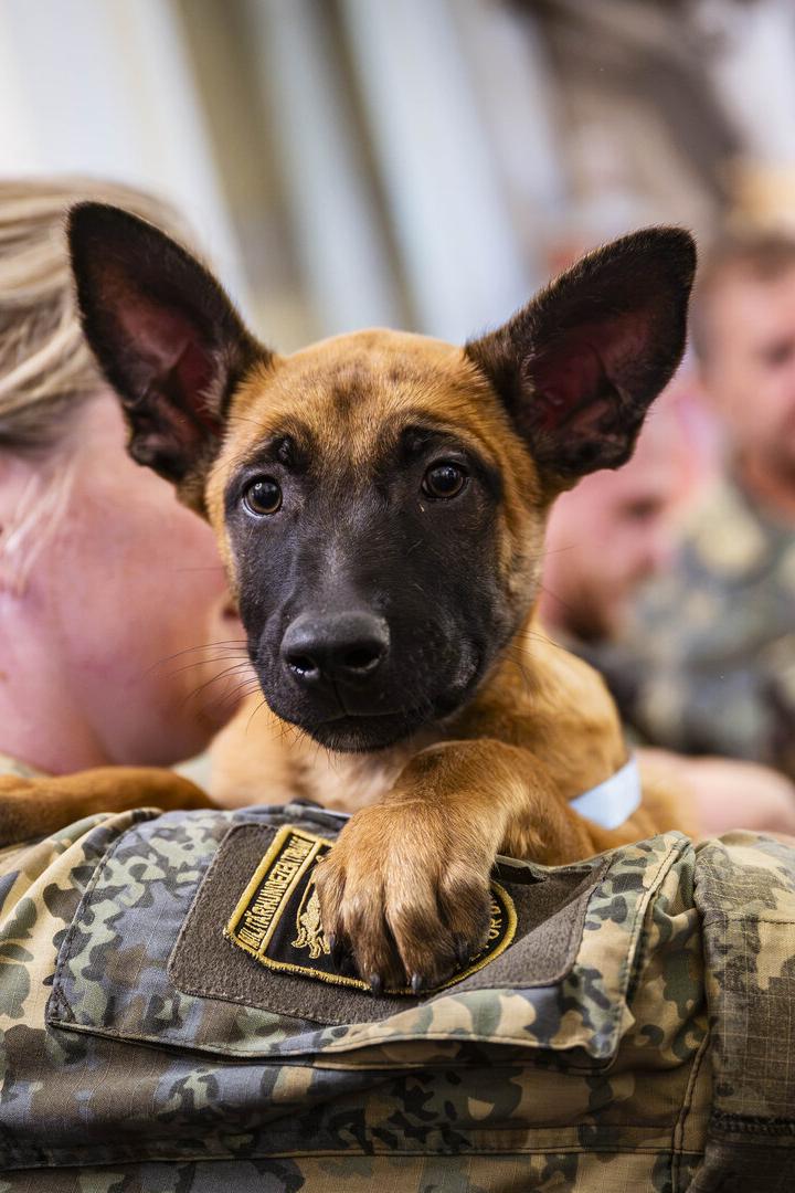Bundesheer: Elf neue Militärhunde starten ihre Ausbildung