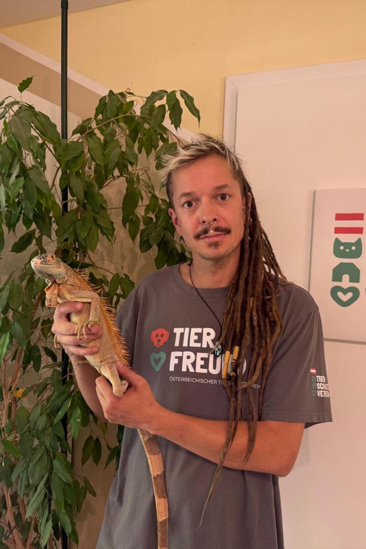 Ein Tierpfleger hält einen Leguan. 