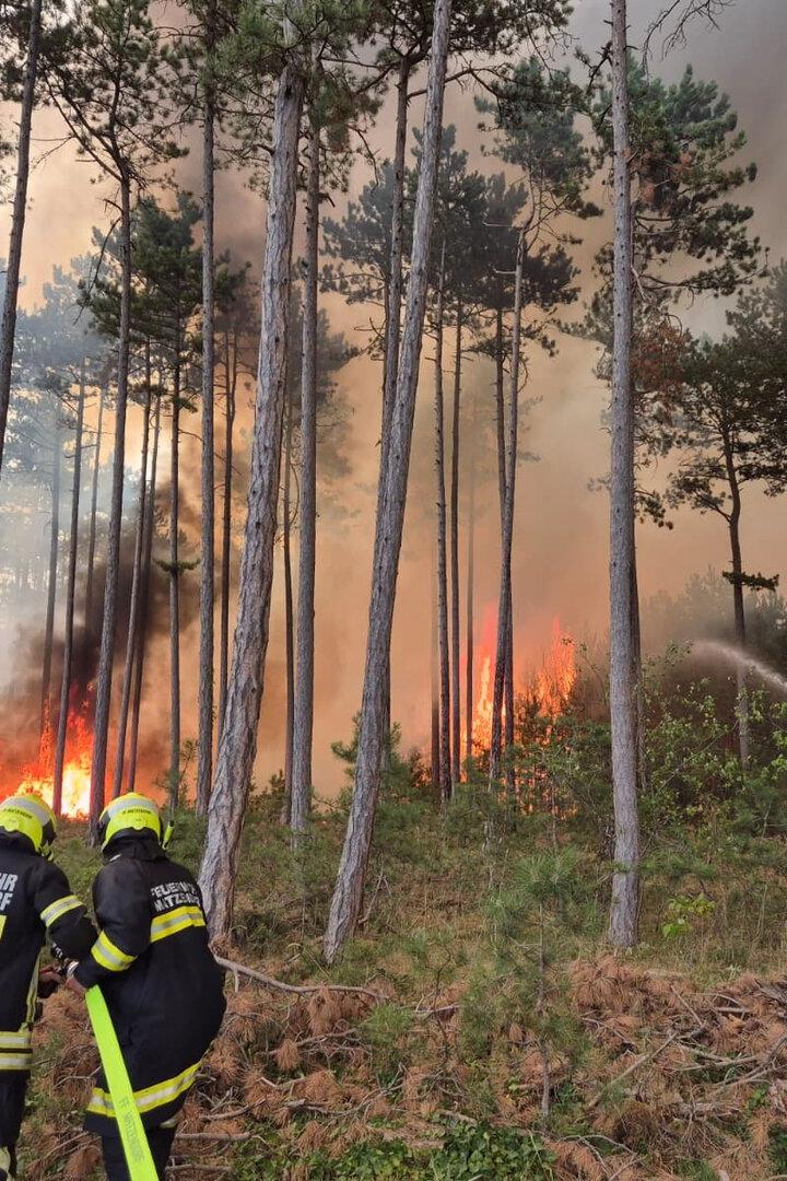 ++ HANDOUT ++ NIEDERÖSTERREICH: ERNEUTER BRAND IM FÖHRENWALD