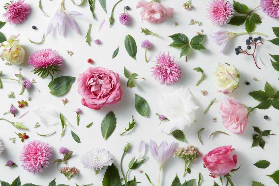 Verschiedene Blumen und Blätter liegen auf einem weißen Hintergrund.