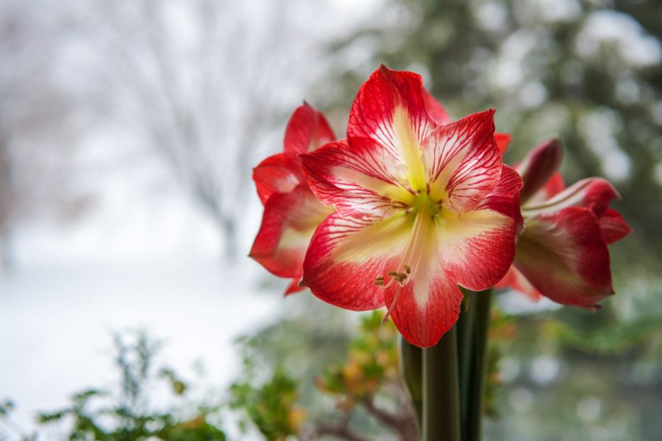 Eine rote Amaryllis blüht vor einem verschneiten Hintergrund.